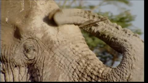 Echo and the elephants of amboseli
