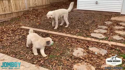 Dogs Play Fight Over a Ball, a breakdown