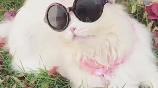 Sassy cat bird watches in style