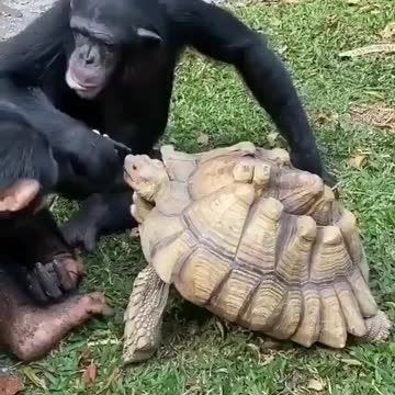 animals teach morality against racists