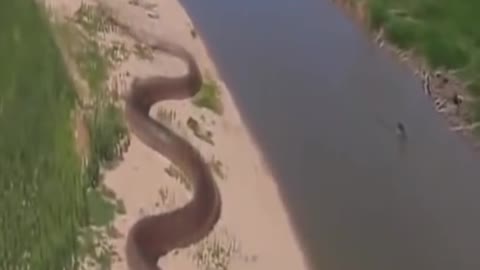 World's Biggest Snake in Amazon Jungle.