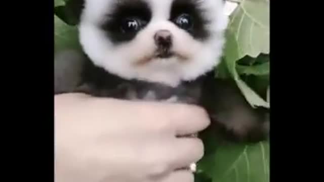 Cute baby animals