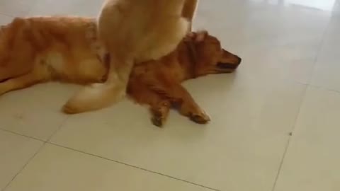 Funny Dog