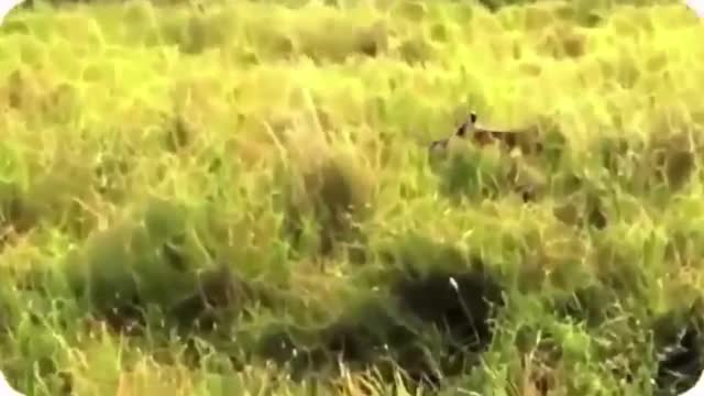 WILD ANIMALS HUNTING PREY