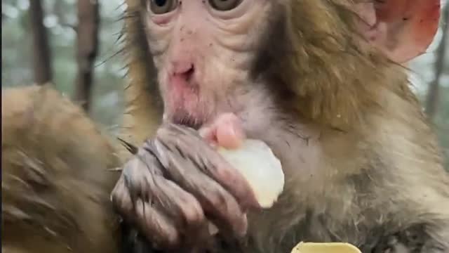 Little monkey don't need milk