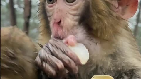 Little monkey don't need milk