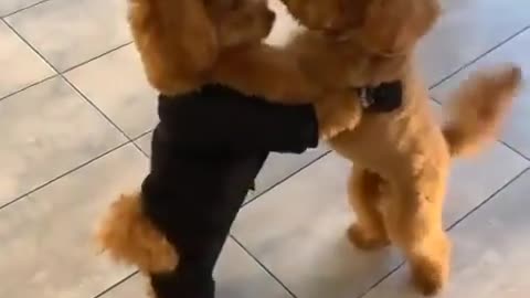 Two stranger Dogs Hug each other while crossing