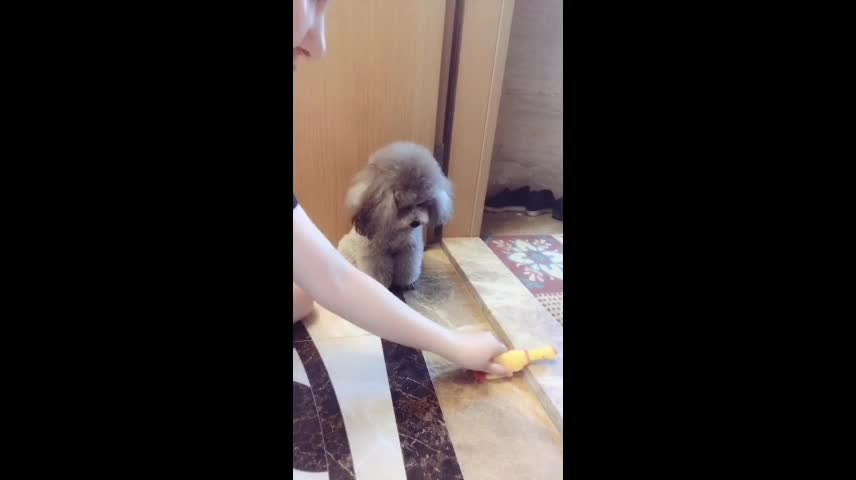Little Teddy who loves screaming chicken is like a child.