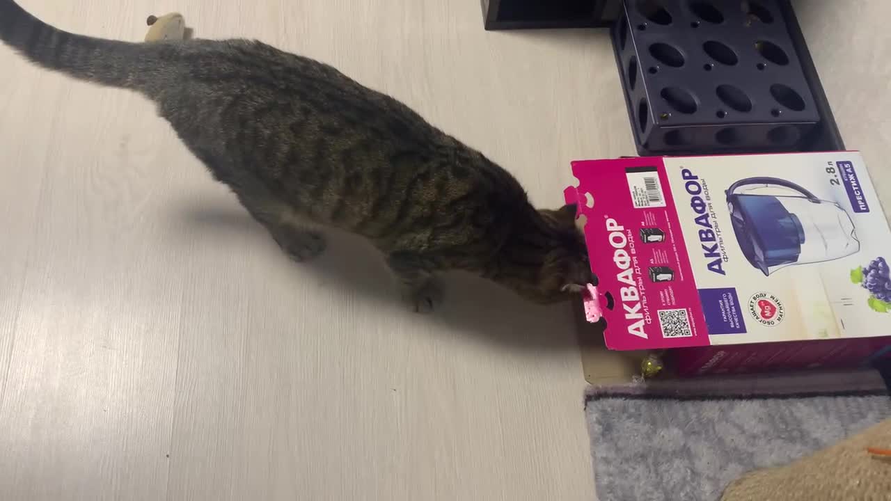 Cat played with boxes