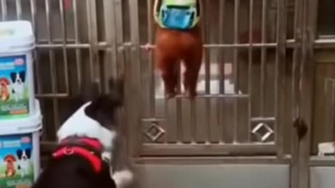 cute dog opened door with other dogs