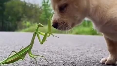 Cute and Funny Puppies😍 - Worth Watching It.