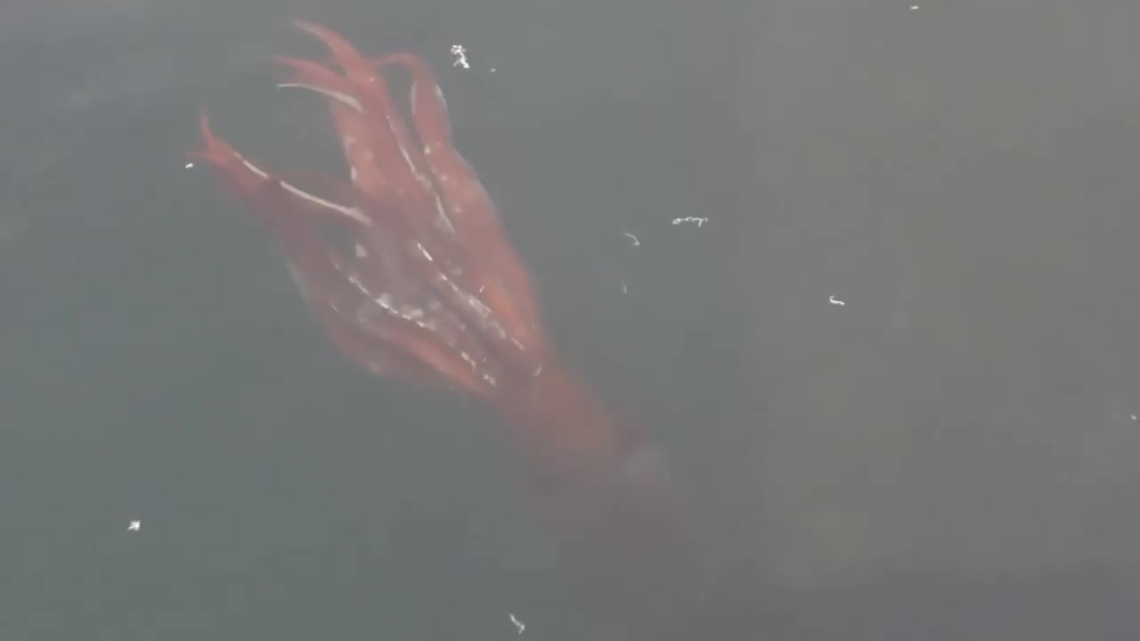 GIANT SQUID - The Giant Monster that you're never seen before!