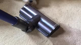 Schnauzer vs Vacuum