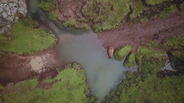 Aerial view of a muddy road with a puddle and a cow