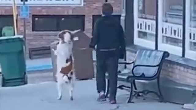 UNBELIEVABLE! DOGS...