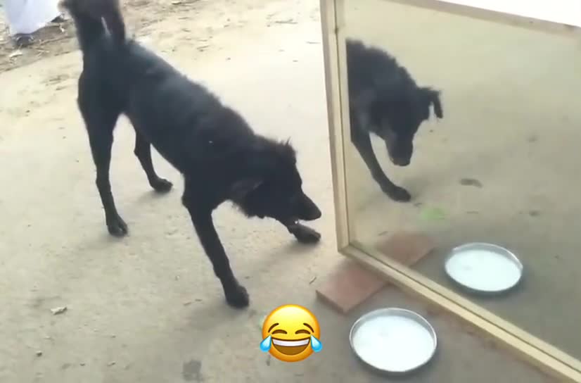 this dog has a serious problem with mirror 😂😂😂😂