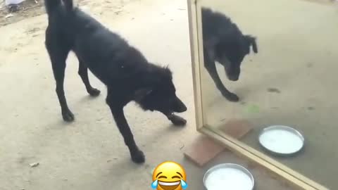 this dog has a serious problem with mirror 😂😂😂😂