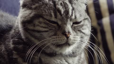 A closeup view of a cat that slowly falls asleep