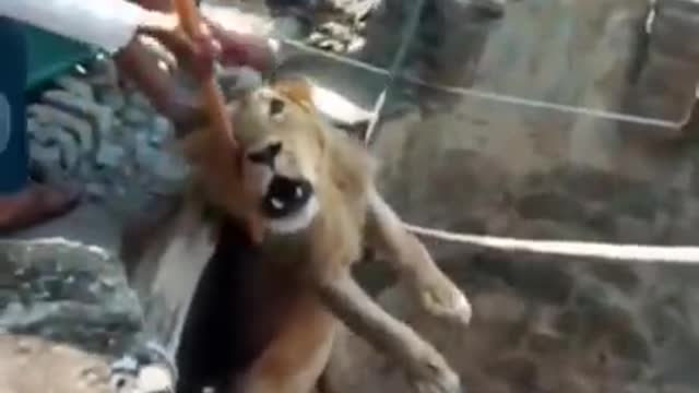 Lion Rescued