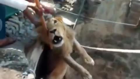 Lion Rescued