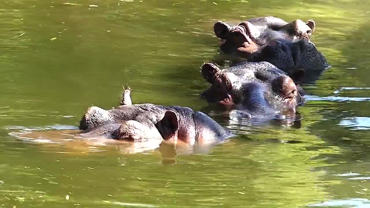 Animal selvagem HIPOPÓTAMO DO NILO FAMÍLIA mamífero herbívoro african áfrica