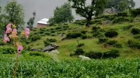 Kashmir vibes