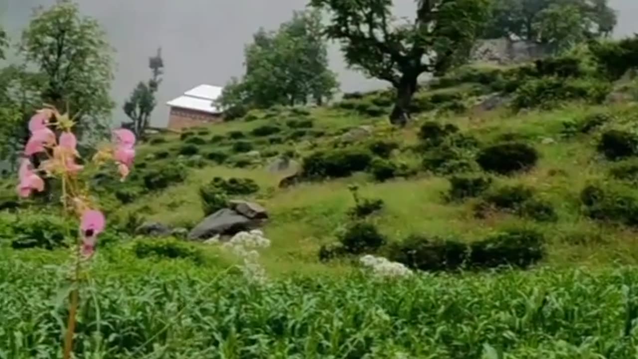 Kashmir vibes