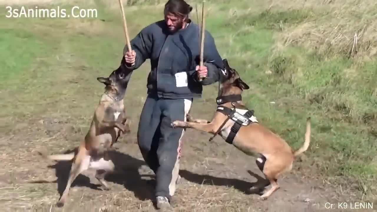 Watch How This Dogs are Protecting Their Owners 🐶 Dogs that are better than guns! 🔫 Dog Training