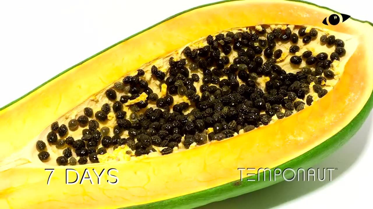 Papaya Fruit Timelapse