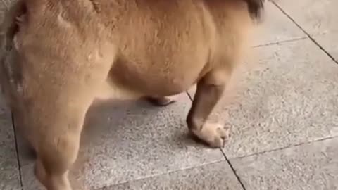 Funny🤣 Dog🐕🐶 video 📸