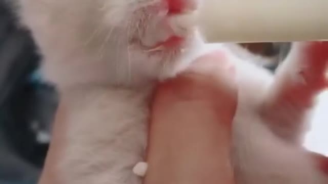 babies of different species