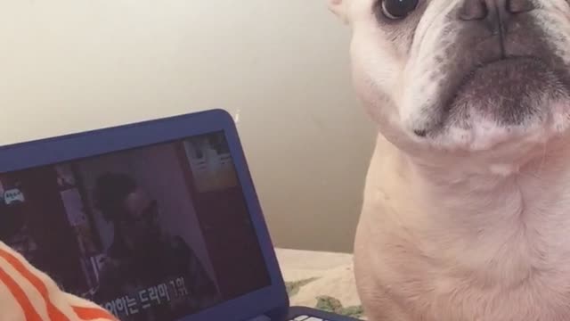 French Bulldog is begging to go outside