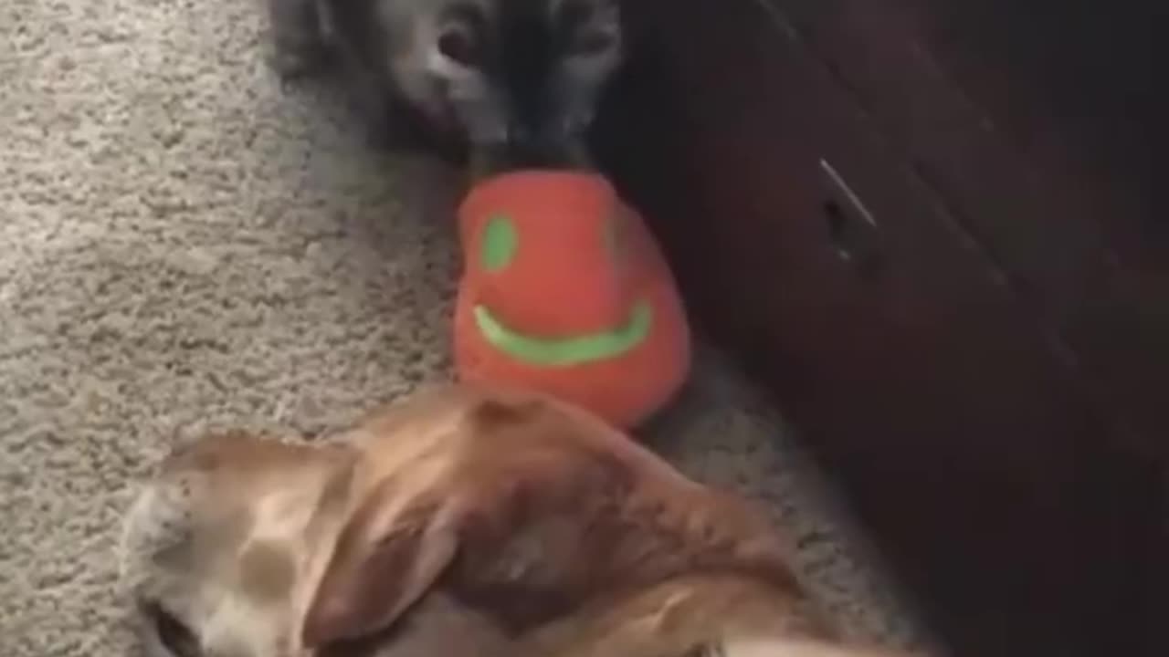 Funny cats & dogs