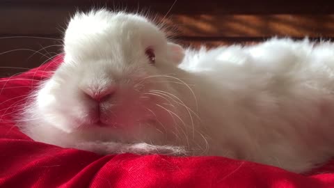 cute bunny sitting