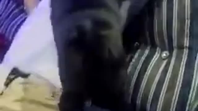 pug reaction when not going to outside gardendog reaction