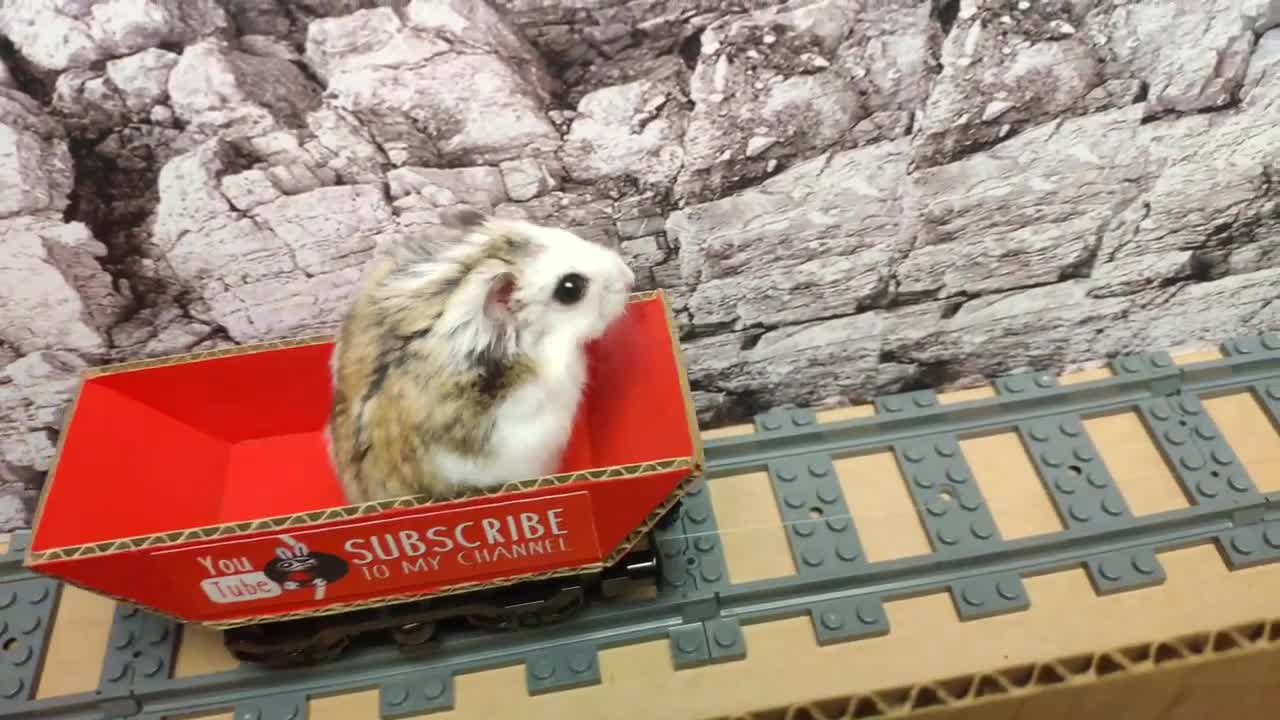 Hamster escapes the awesome maze for Pets in real life