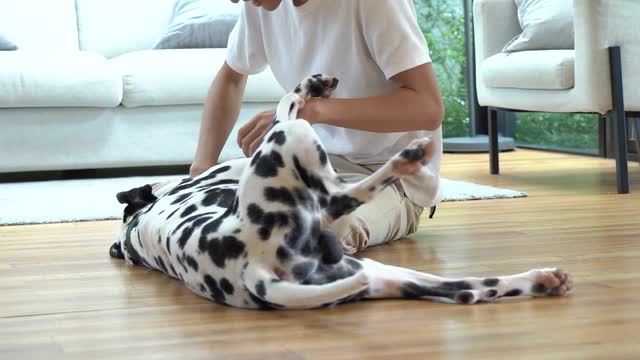 Young fellow Playing with His Dog on the Floor