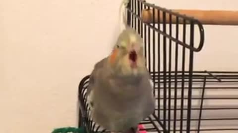 parrot having fun with others