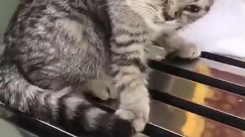 宠物搞笑视频