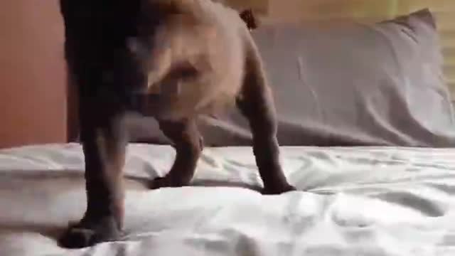This Labrador puppy is so smart.