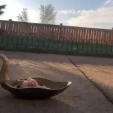 Animals birds coffee