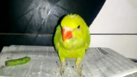 My talking parrot#funny cute parrot