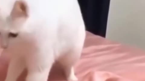 Funny Cat Hilarious Reactions Shorts