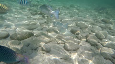 Marine fish under sea water