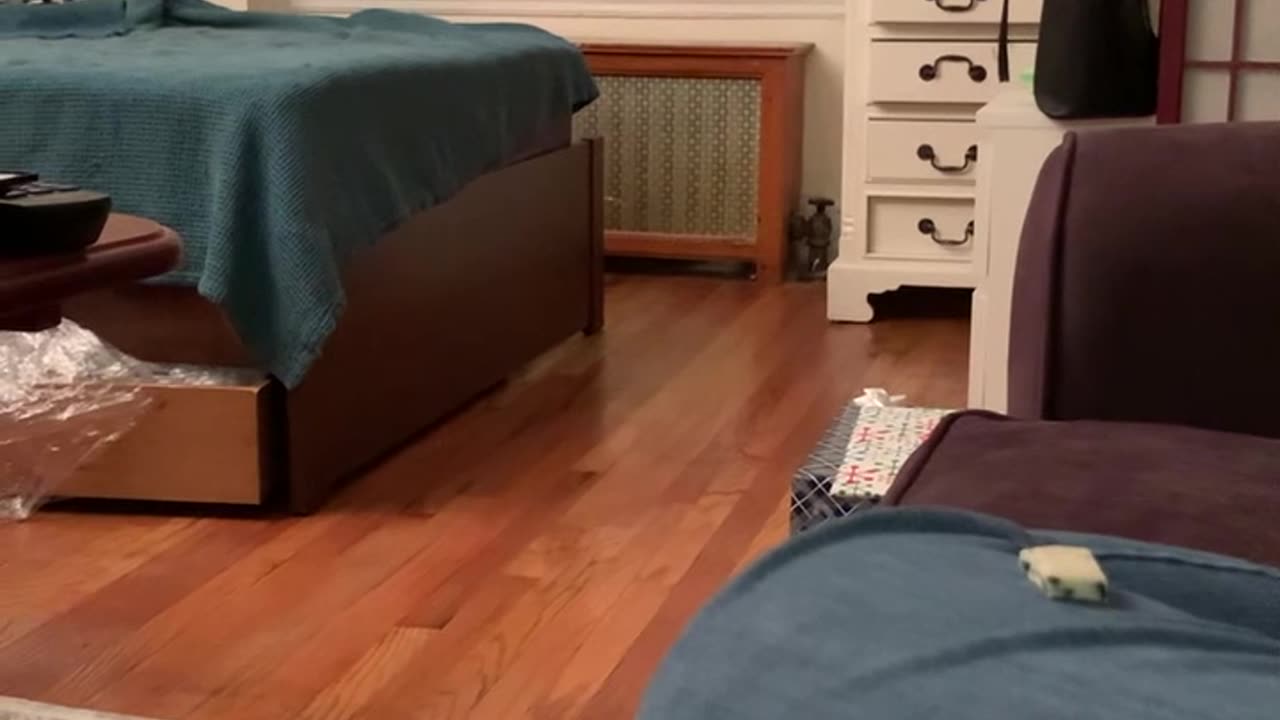 Cat Slips and Falls During Zoomies