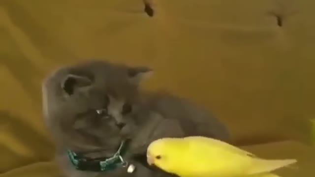 Cat Tries to befriend Parrot