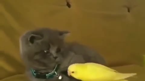 Cat Tries to befriend Parrot