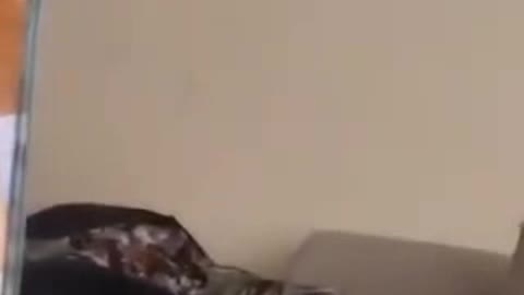 horrified cat