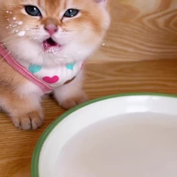 "Feline Cuties: Adorable Kittens Enjoying Their Milk Break"