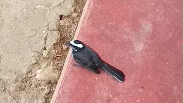 Very Close Video taping Of a Bird..Amazing video